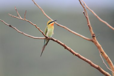 Mavi kuyruklu arı kuşugiller (arı kuşu philippinus) Kuzey Luzon, Filipinler