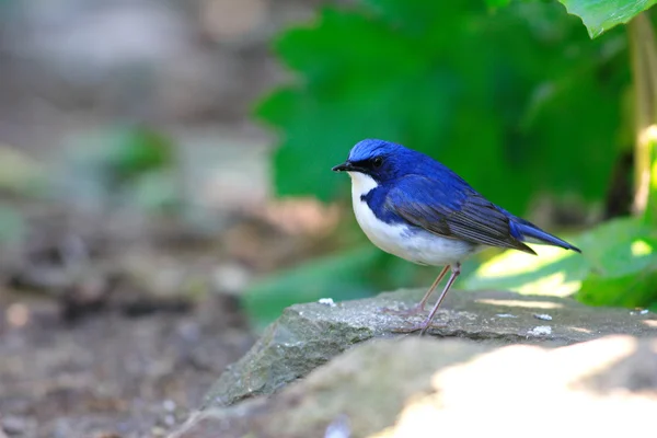 Robin azul siberiano (Luscinia cyane) masculino en Japón —  Fotos de Stock