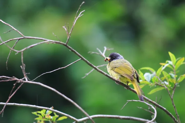 Ошейник Finchbill (Spizixos semitorques) в Китае — стоковое фото