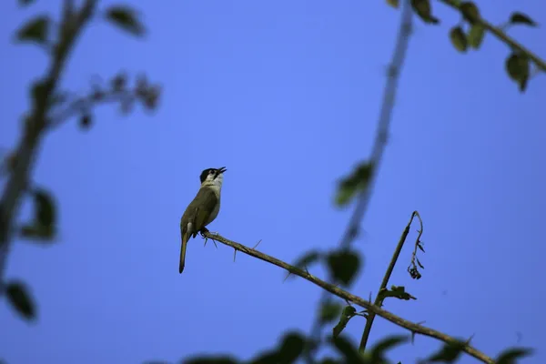 Je styan Pavla (pycnonotus taivanus) v Tchaj-wanu — Stock fotografie