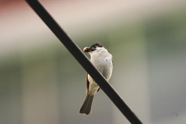 Styan 's Bulbul (Pycnonotus taivanus) em Taiwan — Fotografia de Stock