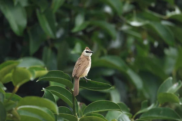 メグロヒヨドリ (pycnonotus goiavier) タイで — ストック写真