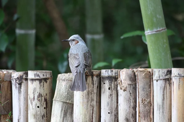 Bulbul de orejas marrones (Microscelis amaurotis) en Japón —  Fotos de Stock