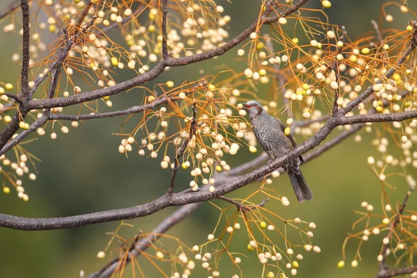 Bilbil brązowy Gacek (microscelis amaurotis) w Japonii — Zdjęcie stockowe