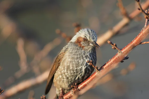 Kahverengi kulaklı bülbül (microscelis amaurotis), Japonya — Stok fotoğraf