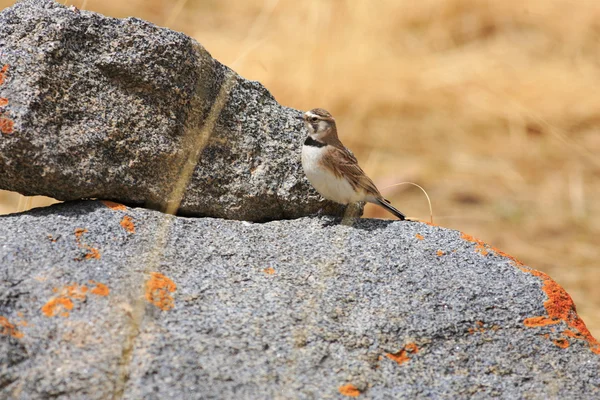 Havasi fülespacsirta (eremophila alpestris) a qinghai, Észak-Kína — Stock Fotó