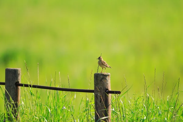 Skylark eurasiatico (Alauda arvensis) in Giappone — Foto Stock