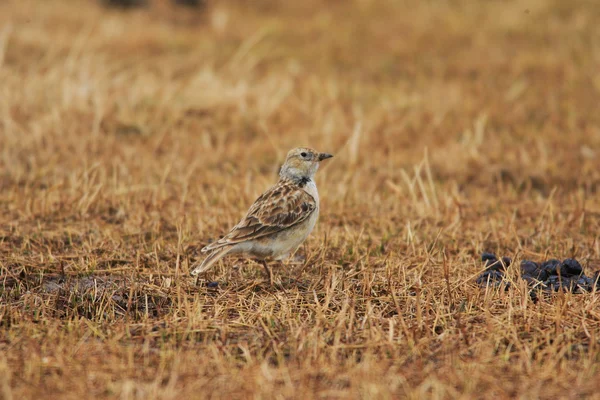 Alondra tibetana (Melanocorypha maxima) en Qinghai, norte de China — Foto de Stock