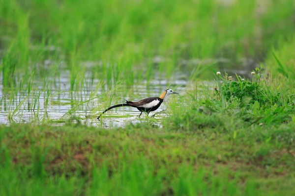 Jacana-de-cauda-de-faisão (Hydrophasianus chirurgus) no Japão — Fotografia de Stock