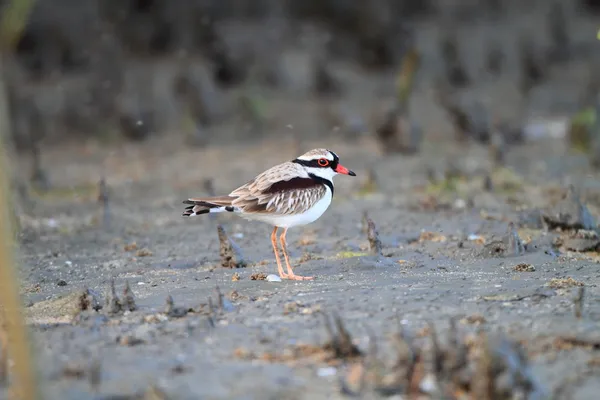 Dotterel à front noir (Elseyornis melanops) en Australie — Photo