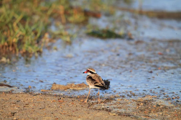 Svartansiktad pipare (elseyornis melanops) i Australien — Stockfoto