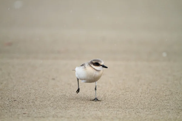 Kleine zandplevier (Charadrius mongolus) in Japan — Stockfoto