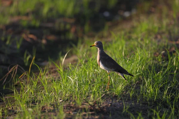 Gråhuvad tofsvipa (vanellus cinereusen) i japan — Stockfoto