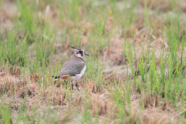 Lapwing du Nord (Vanellus vanellus) au Japon — Photo