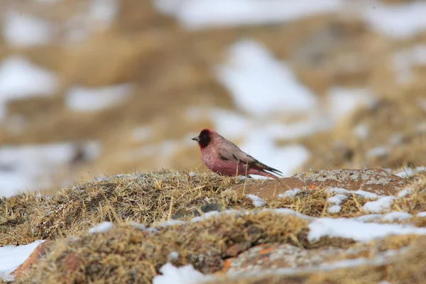 Rosefinch tibetano (Kozlowia roborowskii) macho en Qinghai, norte de China — Foto de Stock