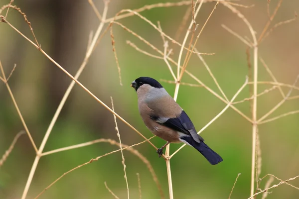 Goudvink (pyrrhula pyrrhula) vrouwelijke in japan — Stockfoto