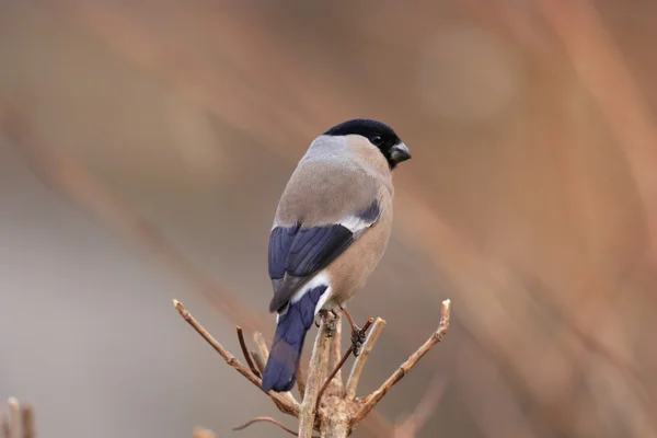 Eurasian Bullfinch (Pyrrhula pyrrhula) female in Japan — Stock Photo, Image