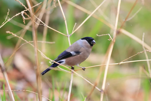 Bullfinch eurasien (Pyrrhula pyrrhula) femelle au Japon — Photo