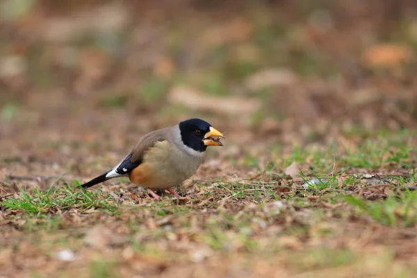 Yellow-billed or Chinese Grosbeak (Eophona migratoria) in Japan — Stock Photo, Image