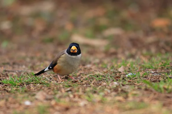 Κίτρινο-τιμολογημένος ή κινεζική grosbeak (eophona migratoria) στην Ιαπωνία — Φωτογραφία Αρχείου