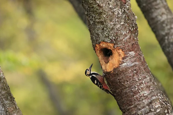 Белохвостый дятел (Dendrocopos leucotos) гнездится в Японии — стоковое фото