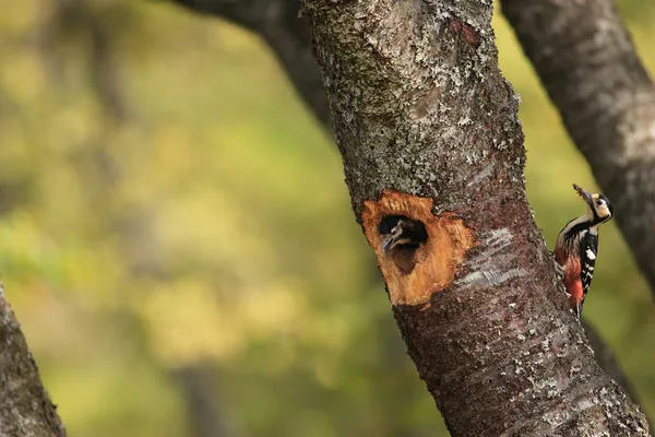 Pica-pau-de-bico-branco (Dendrocopos leucotos) nidificação no Japão — Fotografia de Stock