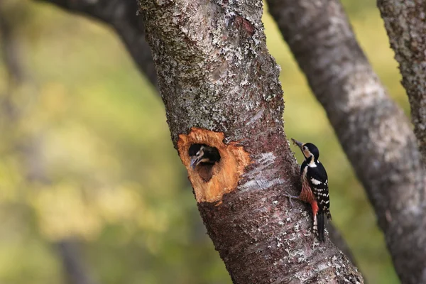 Ak sırtlı ağaçkakan (Dendrocopos leucotos) Japonya'da iç içe geçirme — Stok fotoğraf
