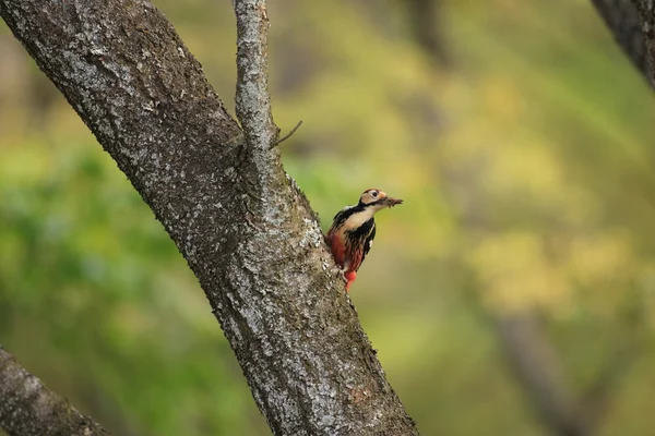 Picchio bianco (Dendrocopos leucotos) nidificante in Giappone — Foto Stock