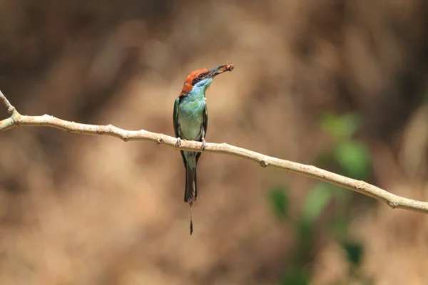 Голубоглолый пчелоед (Merops viridis) в Северном Лусоне, Филиппины — стоковое фото