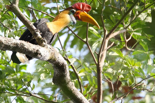 Knobbed Hornbill with large colorful bill — Stock Photo, Image