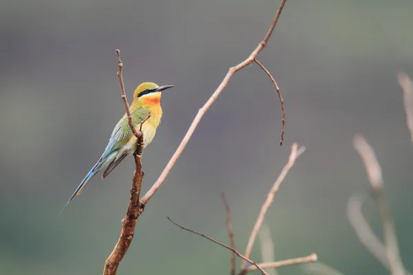 Blue-tailed Bee-eater (Merops philippinus) in North Luzon,Philipines — Stock Photo, Image