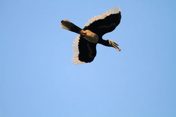 Pied Hornbill orientale nella giungla del Borneo — Foto Stock