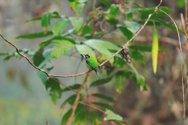 Orange-bellied bladvogels (Chloropsis hardwickii) in Nameri N.P Assam, India — Stockfoto