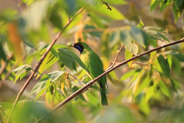 Oiseau-feuille à front doré (Chloropsis aurifrons) en Thaïlande — Photo