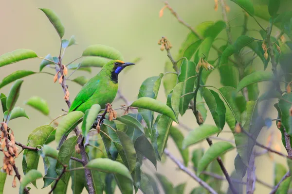 在泰国的金色门前 leafbird (chloropsis aurifrons) — 图库照片