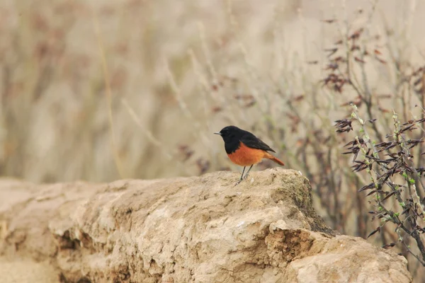 Black redstart (phoenicurus ochruros) — Stock Photo, Image