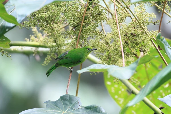 蓝带翼的 leafbird — 图库照片