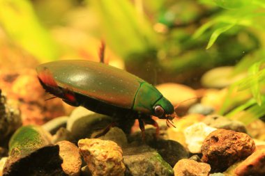 cybister sugillatus dalış böceği ryukyu Adası, Japonya