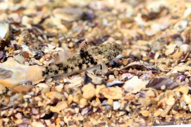 esmer frillgoby (bathygobius fuscus) Japonya