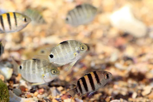 Spot damsel fish (Abudefduf sordidus) in Japan — Stock Photo, Image