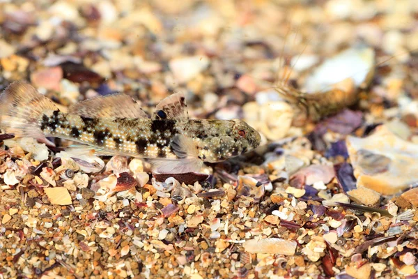 在日本的昏暗 frillgoby (bathygobius 青海田鼠) — 图库照片