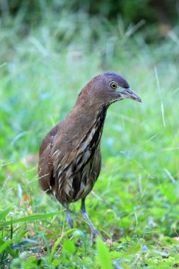 Japonya'da Japon gece balıkçılı (Gorsachius goisagi)