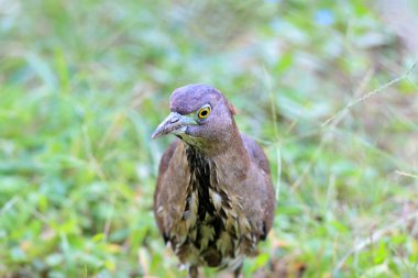 Japonya'da Japon gece balıkçılı (Gorsachius goisagi)