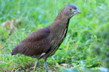 Japonya'da Japon gece balıkçılı (Gorsachius goisagi)