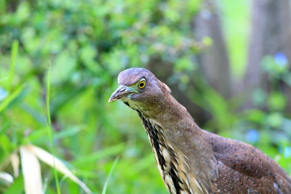 Japanese night heron (Gorsachius goisagi) in Japan — Stock Photo, Image