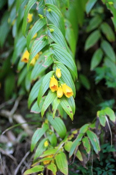 Kii Giglio rospo (Tricyrtis macrantha) in Giappone — Foto Stock