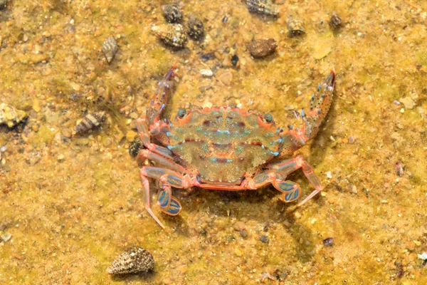 Crabe commun Thalamita prymna au Japon — Photo