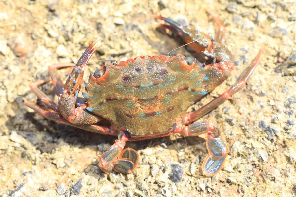 Cangrejo nadador de espina azul Thalamita prymna en Japón —  Fotos de Stock