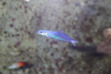 Mavi enayi (ptereleotris microlepis) Japonya