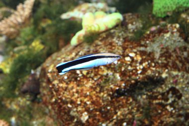 temiz ortak wrasse (labroides dimidiatus), Japonya